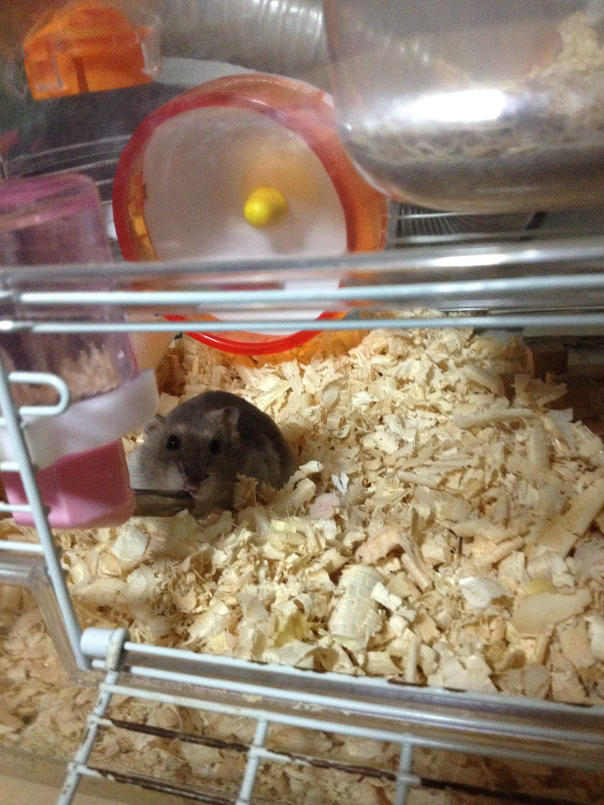 さーし